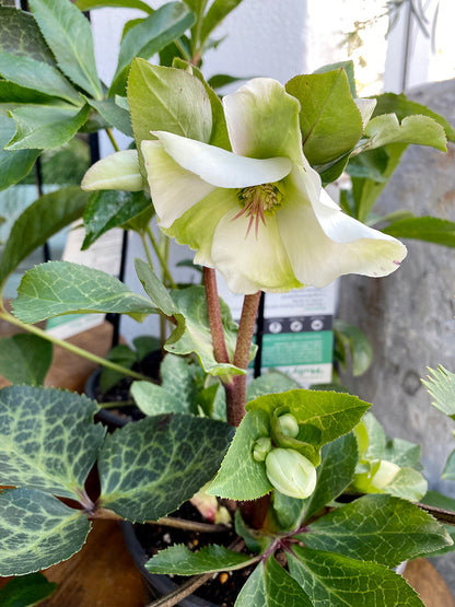 Hellebore - Winter Rose