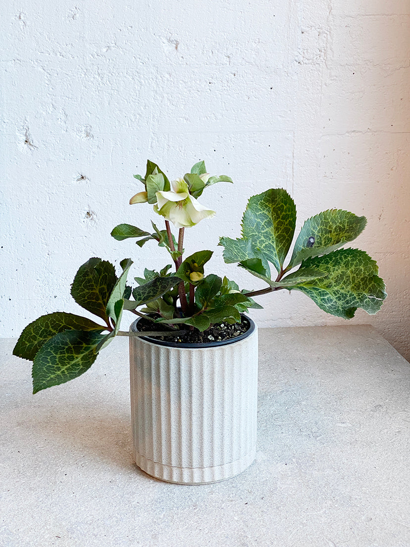 Hellebore - Winter Rose