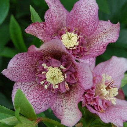 Hellebore - Winter Rose