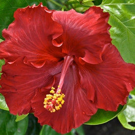 ?!label-Indicative photo