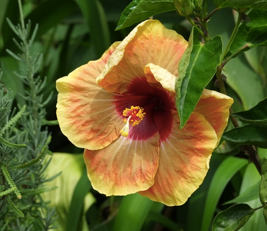 Hibiscus 'Dr Katzuki'