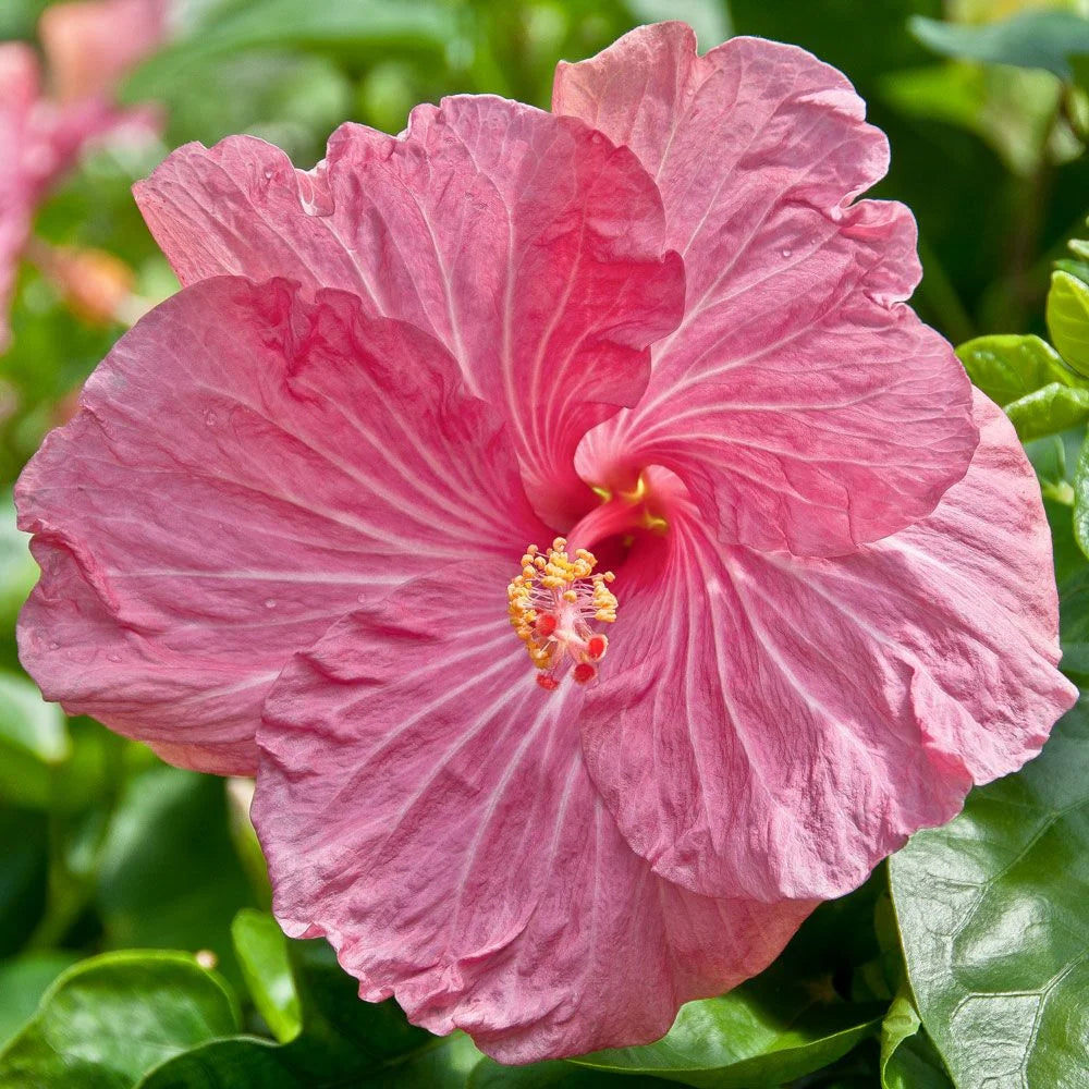 Hibiscus 'Tui Song'