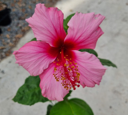 ?!label-Indicative photo