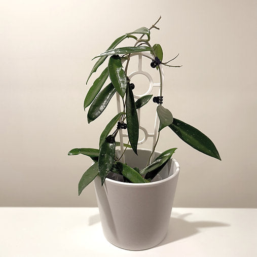 Hoya 'Minibelle' 9cm