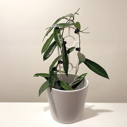 Hoya 'Minibelle' 9cm