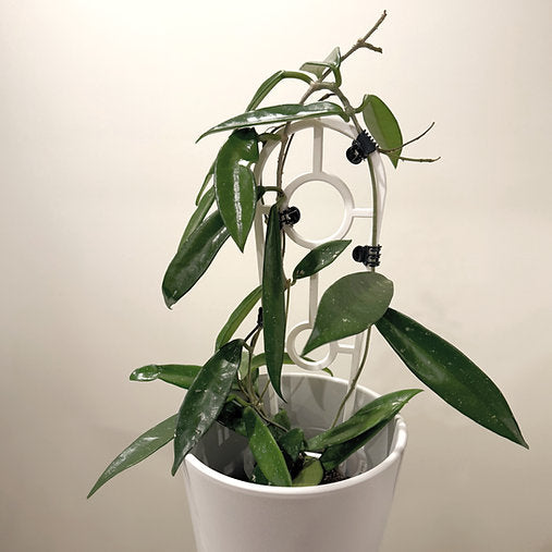 Hoya 'Minibelle' 9cm