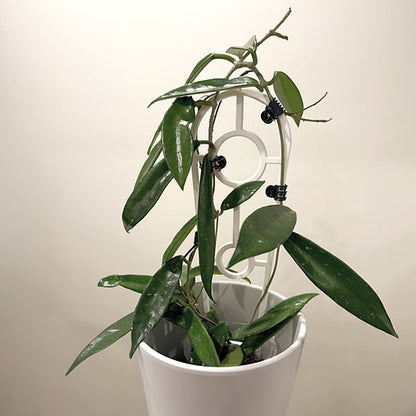 Hoya 'Minibelle' 9cm