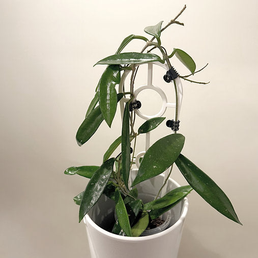 Hoya 'Minibelle' 9cm