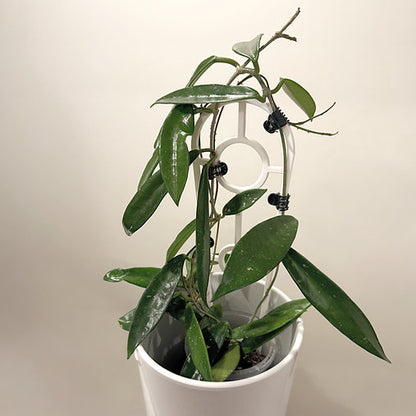 Hoya 'Minibelle' 9cm