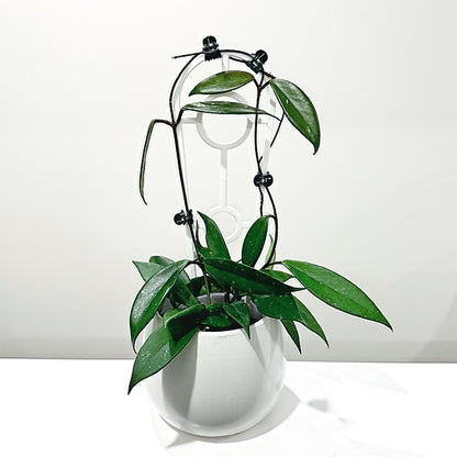 Hoya 'Red Buttons' 9cm