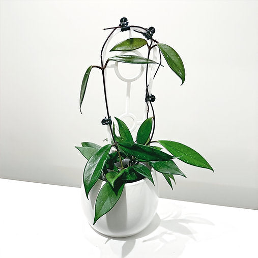 Hoya 'Red Buttons' 9cm