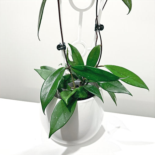 Hoya 'Red Buttons' 9cm