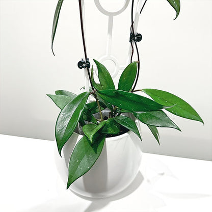 Hoya 'Red Buttons' 9cm