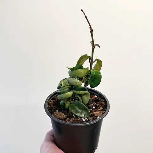 Hoya 'Hindu Rope'