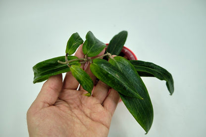 Hoya bardenii #2