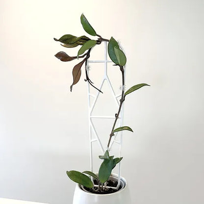 Hoya 'Wax Plant'