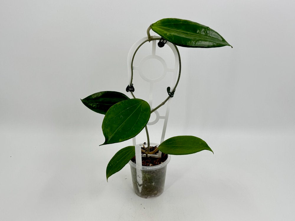 Hoya cinnamomifolia #2