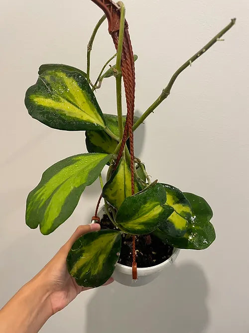 Hoya Kerrii (Inner Variegated)