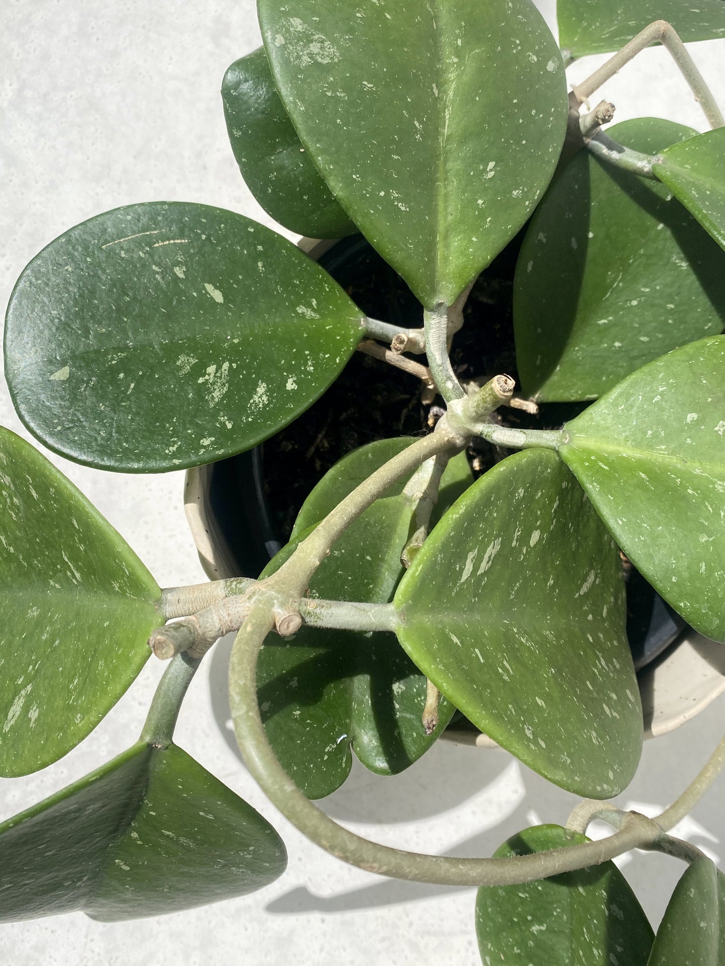 Hoya obovata