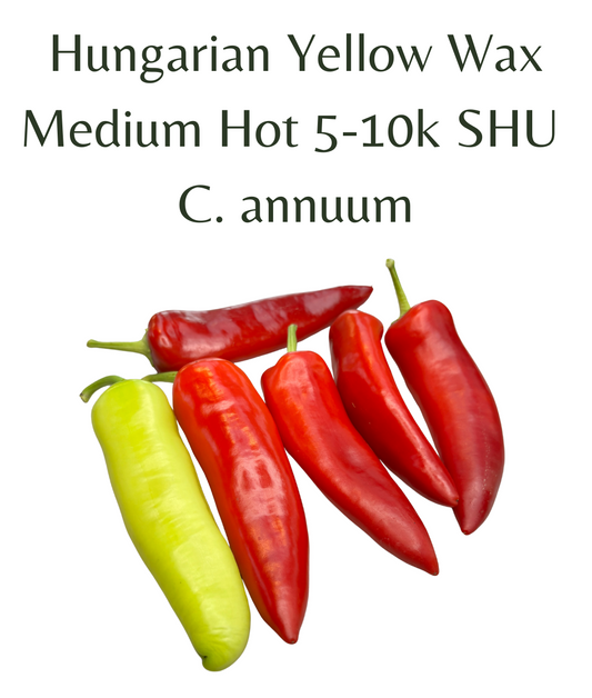 Hungarian_Yellow_Wax_Chilli_Seeds_10_seeds