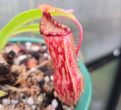 Nepenthes maxima - Intermediate Tropical Pitcher Plan