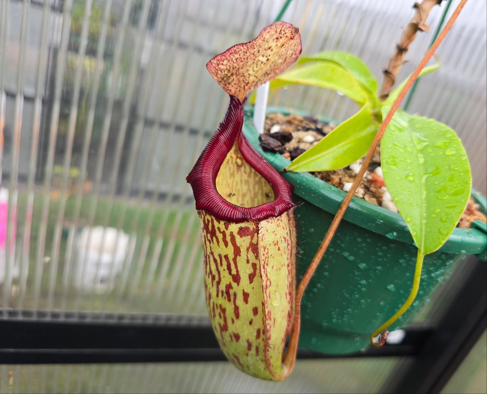 Nepenthes 'Gothica' - Intermediate Tropical Pitcher Plant