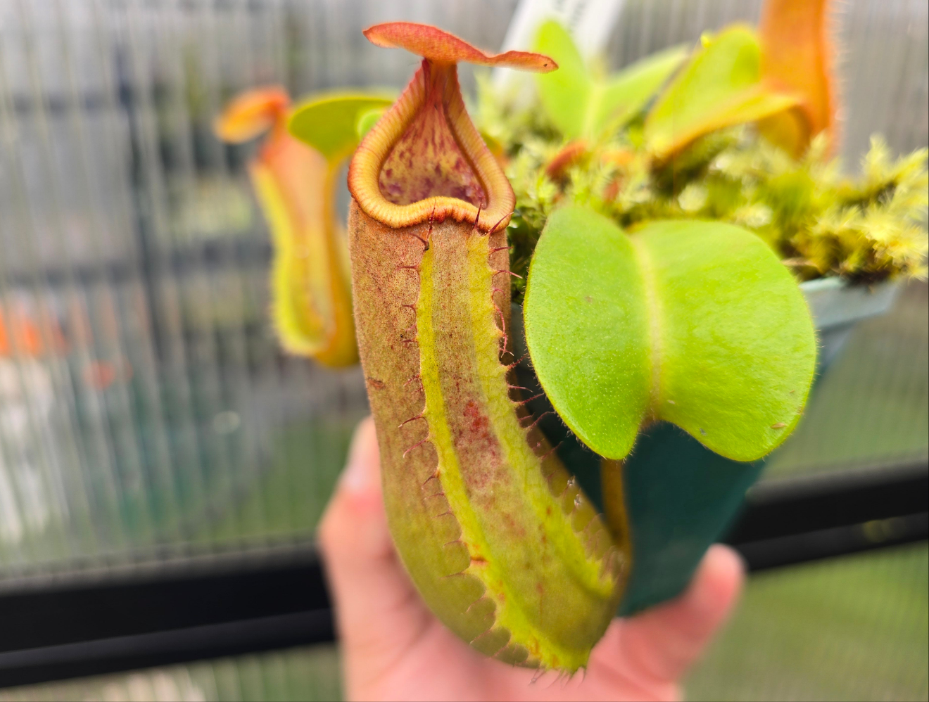 Nepenthes truncata Red Form - Highland Tropical Pitcher Plant