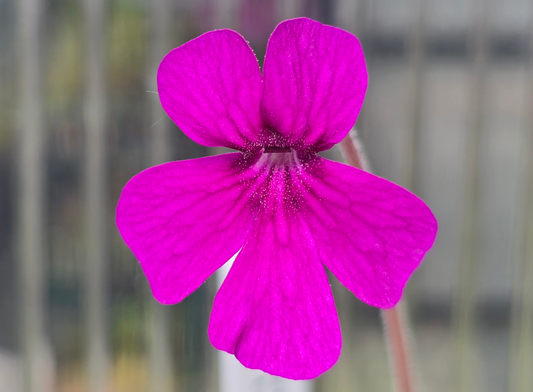 Pinguicula 'Cherry Pink' x laueana - Mexican Butterwort