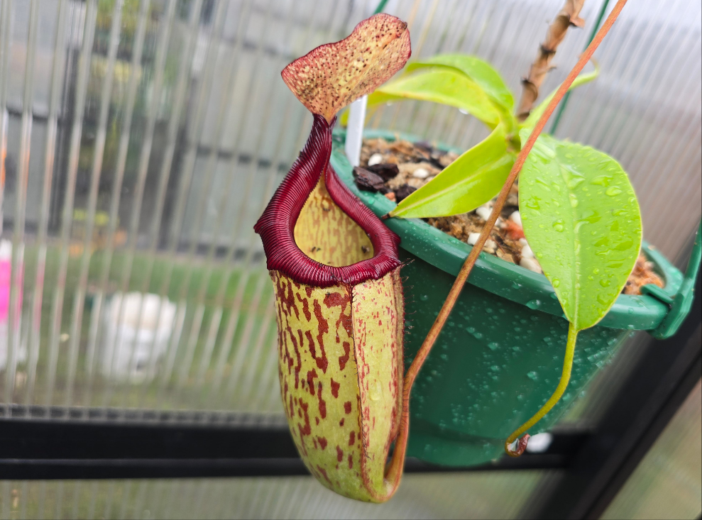 Nepenthes 'Gothica' - Intermediate Tropical Pitcher Plant