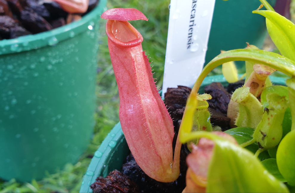 Nepenthes madagascariensis - Intermediate Tropical Pitcher Plant