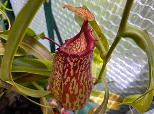 Nepenthes 'Red Leopard' - Intermediate Tropical Pitcher Plant