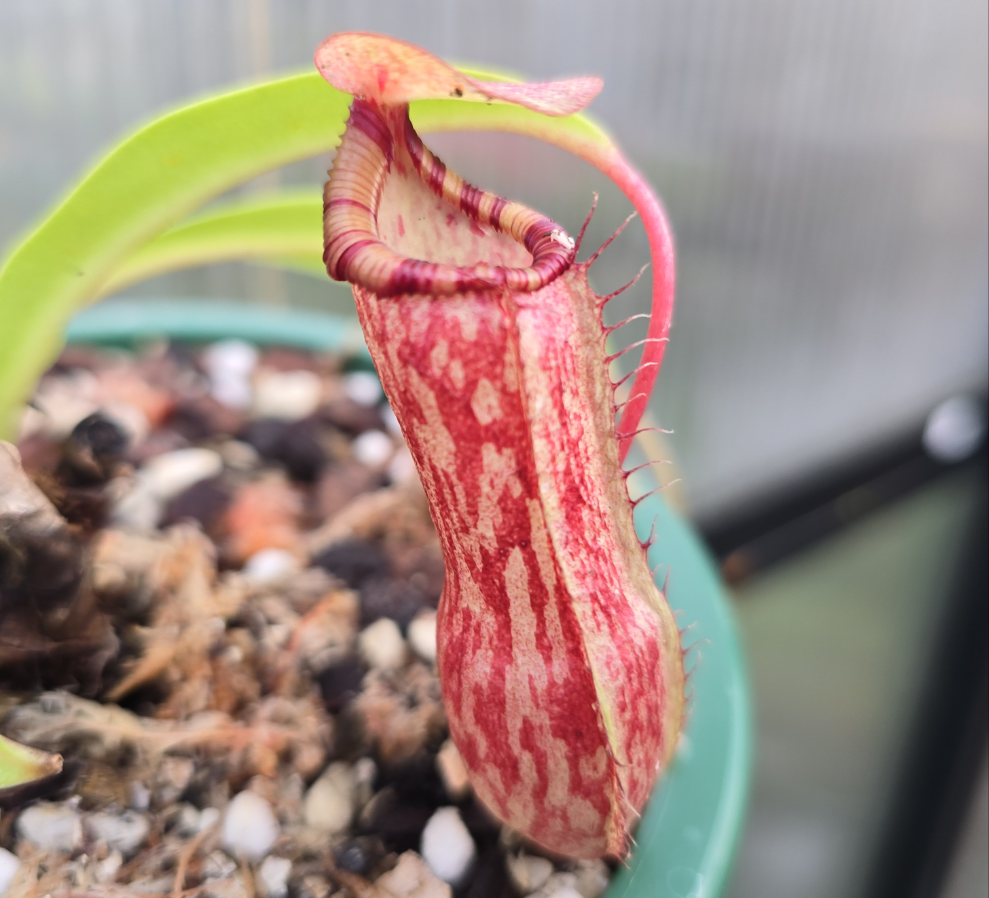 Nepenthes maxima - Intermediate Tropical Pitcher Plan