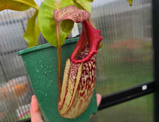 Nepenthes 'Allardii' - Intermediate Tropical Pitcher Plant