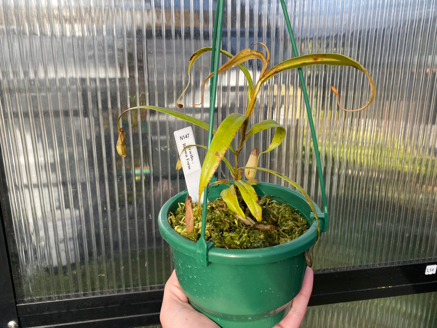 Nepenthes gracilis 'Brown Form'