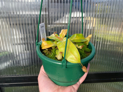 Nepenthes ampullaria 'Green Form' - Lowland Tropical Pitcher Plant