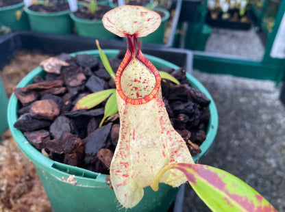 Nepenthes rafflesiana 'White Form x Tricolour Form'