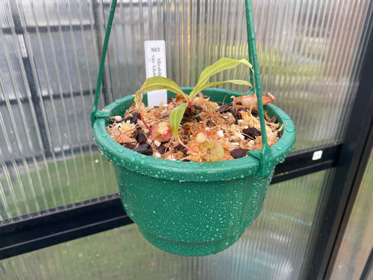 Nepenthes mirabilis var. globosa - Lowland Tropical Pitcher Plant