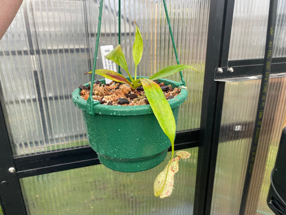 Nepenthes rafflesiana 'White Form x Tricolour Form'