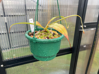 Nepenthes rafflesiana 'White Form x Tricolour Form'