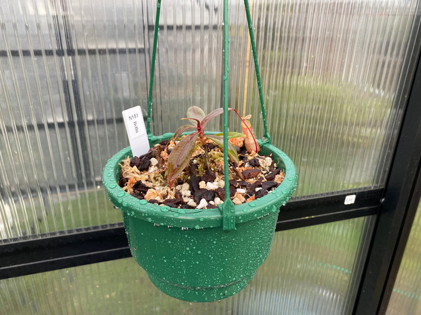 Nepenthes bellii - Lowland Tropical Pitcher Plant