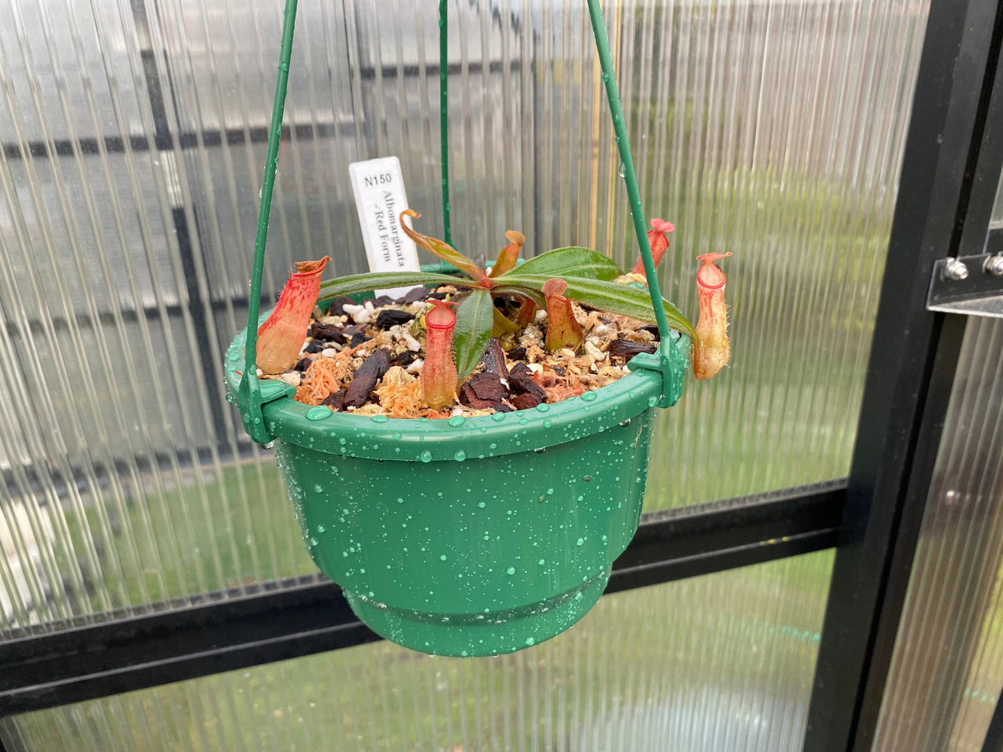 Nepenthes albomarginata 'Red Form'