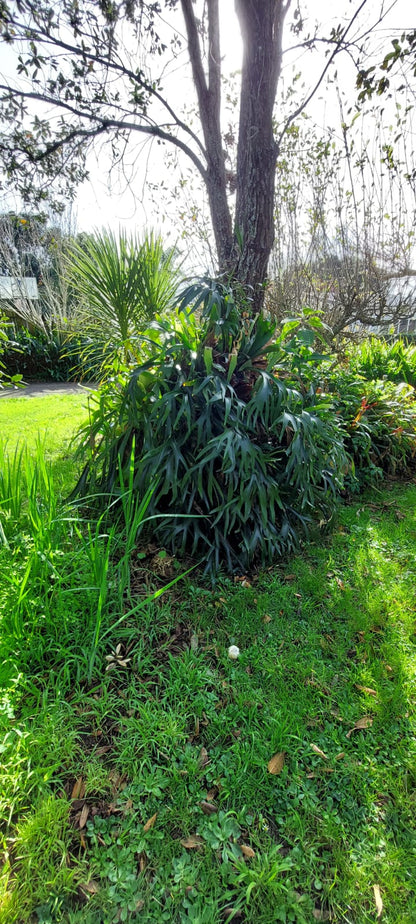 Huge Staghorn Fern