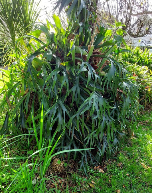 Huge Staghorn Fern