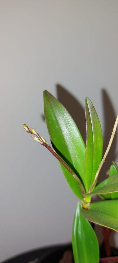 Dendrobium kingianum