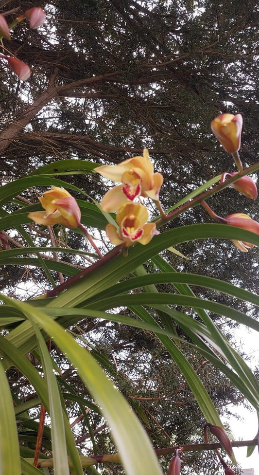 Cymbidium Orchid, Pinky-Peach Colour