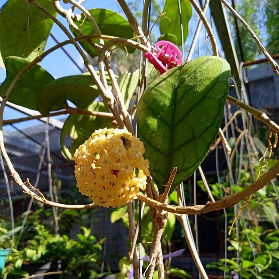 Hoya deykea
