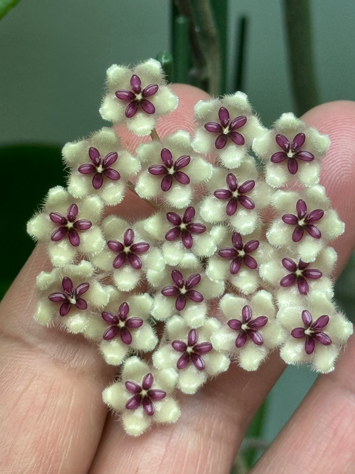 Hoya phuwaensis