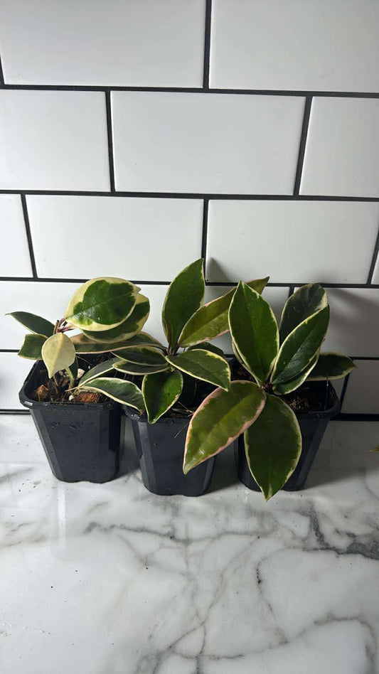 Hoya carnosa ‘Krimson Queen’