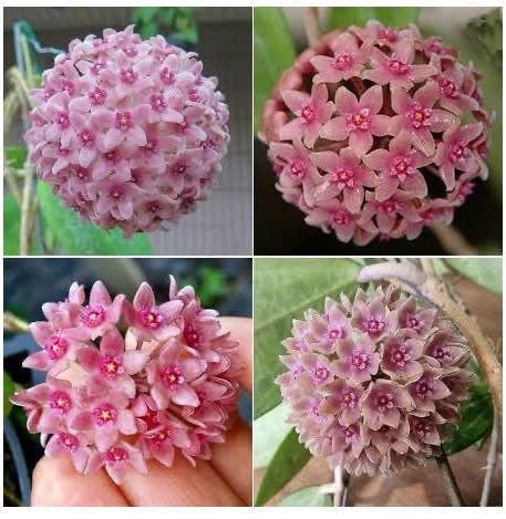 Hoya hanhiae Soft Pink