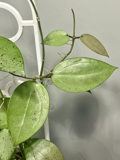 Hoya verticillata Silver Heart, Extremely Rare
